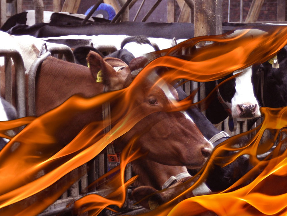 Auch Brandschutz in der Tierhaltung ist wichtig !