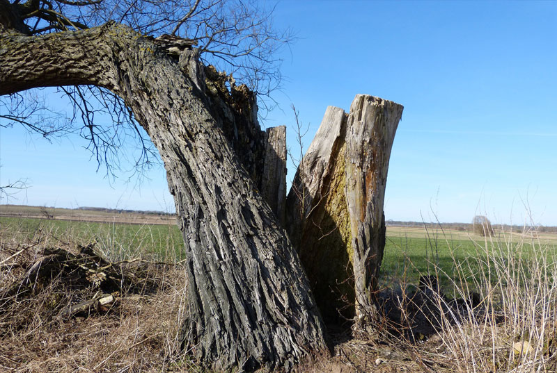 Blitzeinschlag in Baum mit viel Kraft